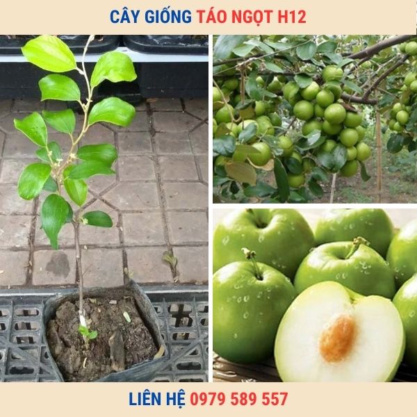 Cây Táo Ngọt H12- Cây giống Học viện Nông Nghiệp