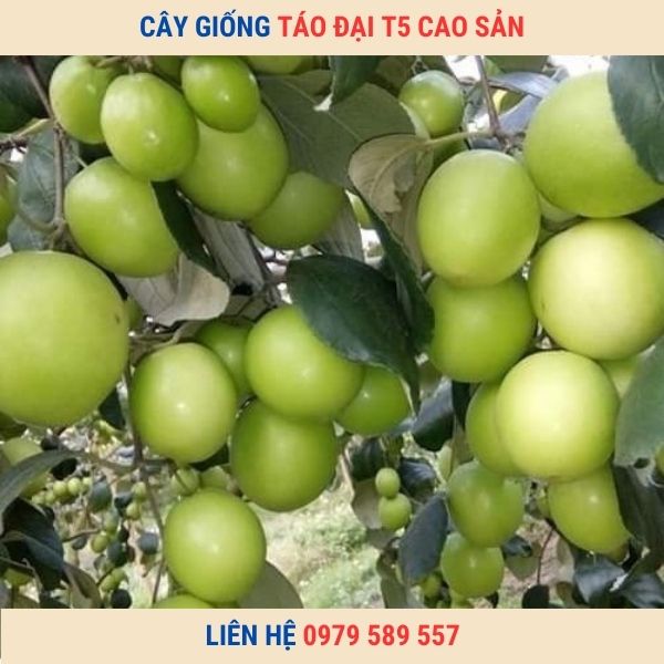 Cây giống táo T5-  giống táo quả to chín sớm hiệu quả kinh tế cao