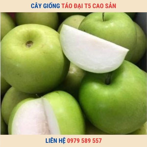 Cây giống táo T5-  giống táo quả to chín sớm hiệu quả kinh tế cao