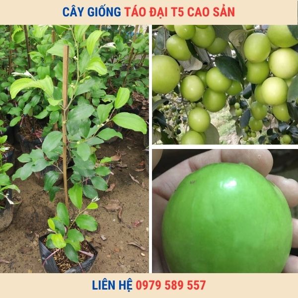 Cây giống táo T5-  giống táo quả to chín sớm hiệu quả kinh tế cao