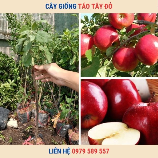 Cây giống táo tây đỏ- giồng F1 và hưỡng dẫn cách trồng chăm sóc chuẩn nhất