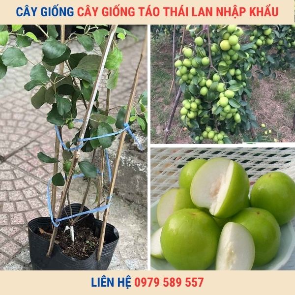 Giống táo Thái Lan- Cây giống Học viện Nông Nghiệp