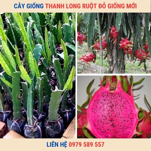 Giống Thanh Long Ruột Đỏ Giống Mới Hướng Dẫn Cách Trồng Chăm Sóc