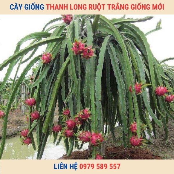 Cây Giống Thanh Long Ruột Trắng