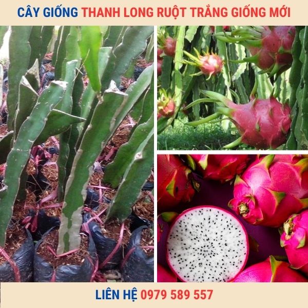 Cây Giống Thanh Long Ruột Trắng