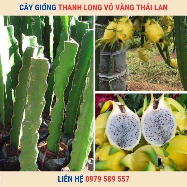 Giống Thanh Long Vỏ Vàng Thái Lan Hướng Dẫn Trồng Chăm Sóc