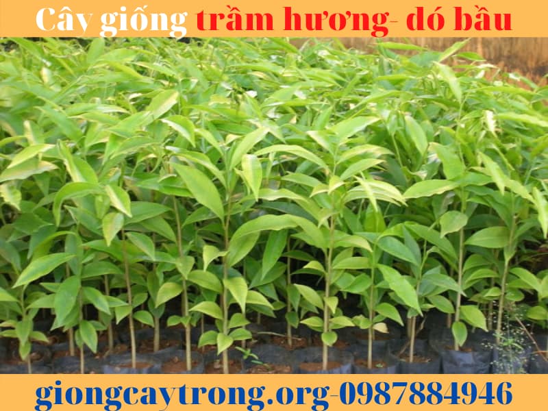cây giống trầm hương (12)