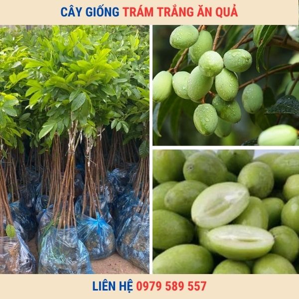 Cây Giống Trám Trắng Trám Xanh Hướng Dẫn Trồng Chăm Sóc