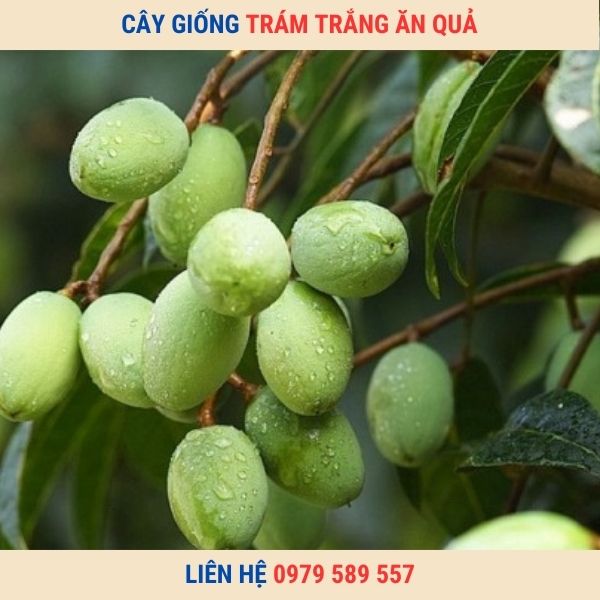 Cây Giống Trám Trắng Trám Xanh Hướng Dẫn Trồng Chăm Sóc