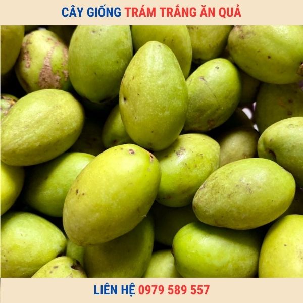 Cây Giống Trám Trắng Trám Xanh Hướng Dẫn Trồng Chăm Sóc