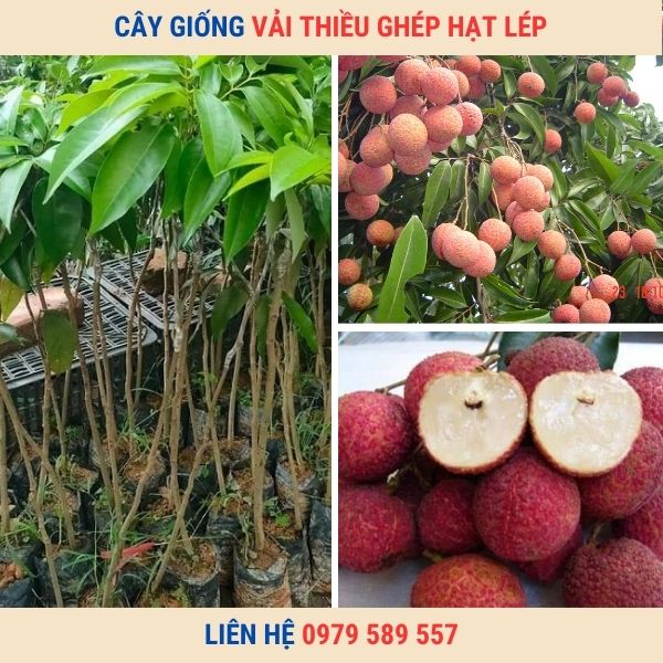 Cây giống vải thiều Thanh Hà ghép Hướng Dẫn Trồng Chăm Sóc