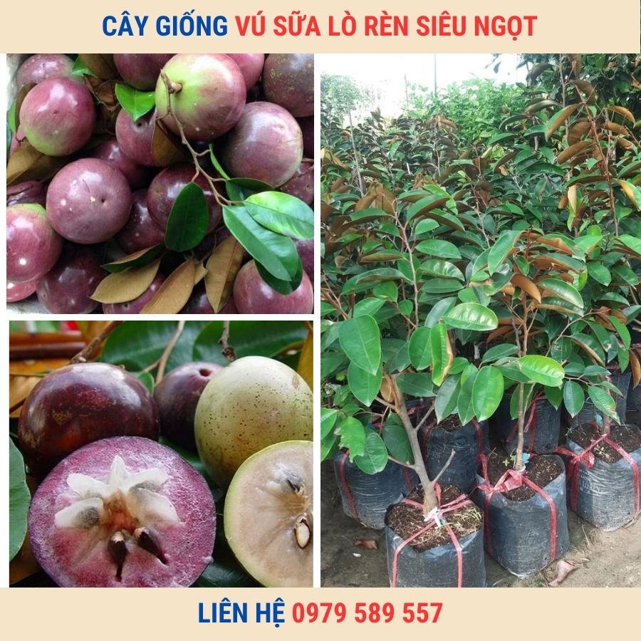 Cây giống vú sữa Lò Rèn tím - Giống chuẩn chất lượng kinh tế cao.