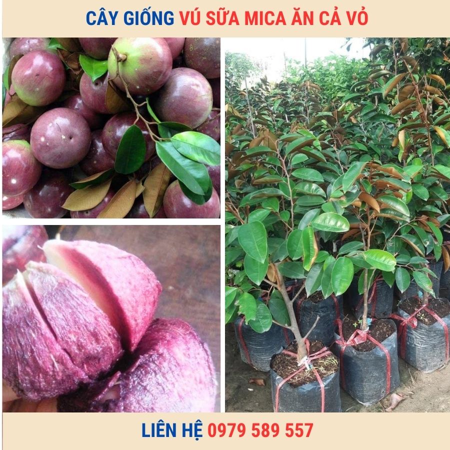 Cây Giống Vú Sữa Tím Mica: Giống Chuẩn - Giá Tốt- Giao Tận Nơi