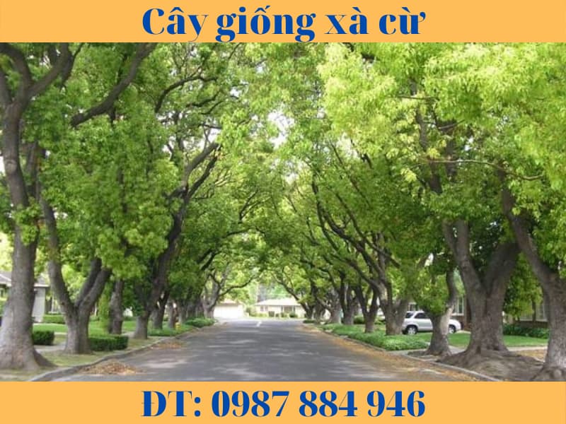 Cây xà cừ trưởng thành với tán lá rậm