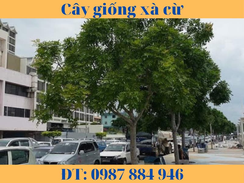 Gỗ xà cừ ứng dụng làm nội thất gia đình