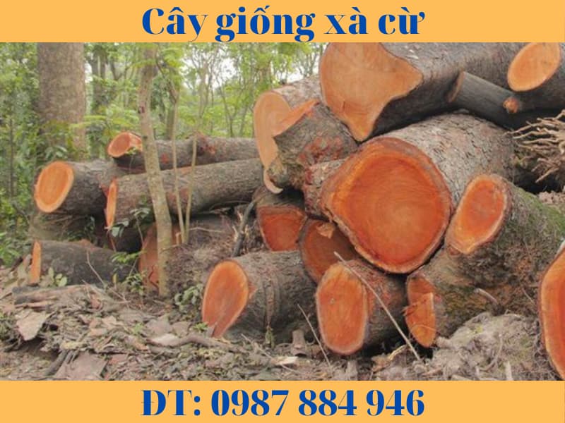 Bộ lục bình làm từ gỗ xà cừ tự nhiên