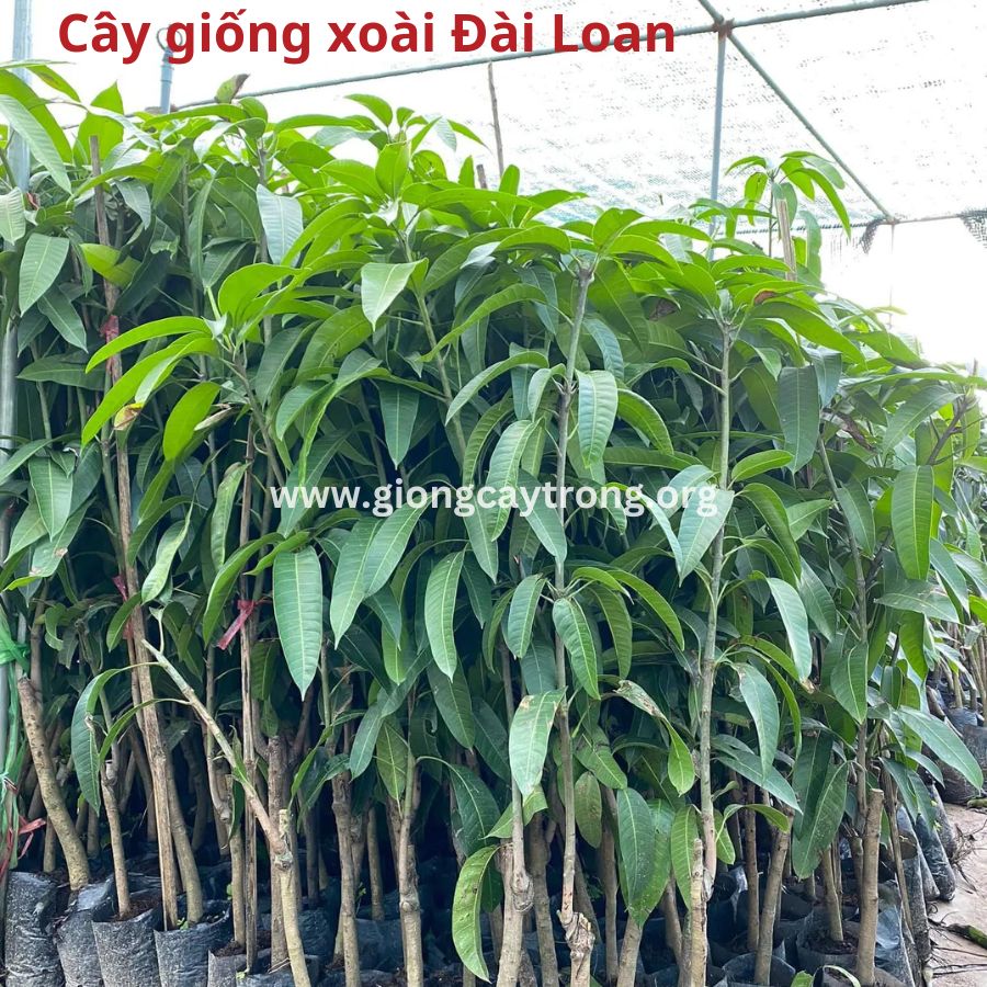 Cây Xoài Đài Loan - Giống cao sản quả ăn thơm và ngọt