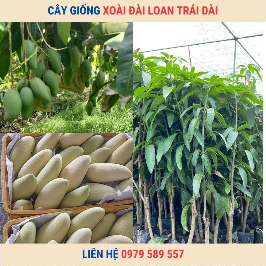 Cây giống xoài Đài Loan. Giống Nhập Khẩu.Trái To Siêu Quả. Dễ Trồng