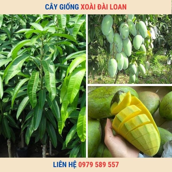 Cây Xoài Đài Loan - Giống cao sản quả ăn thơm và ngọt