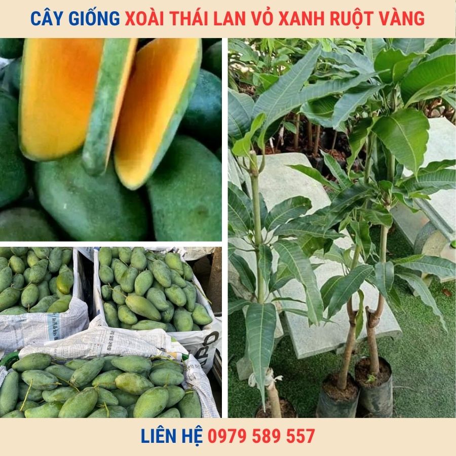 Cây giống xoài Thái Lan vỏ xanh ăn giòn ngọt mát dễ trồng cho quả sau 1 năm