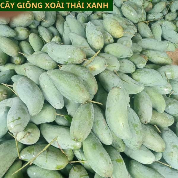 Cây giống xoài Thái xanh ăn ngọt mát dễ trồng cho quả sau 1 năm