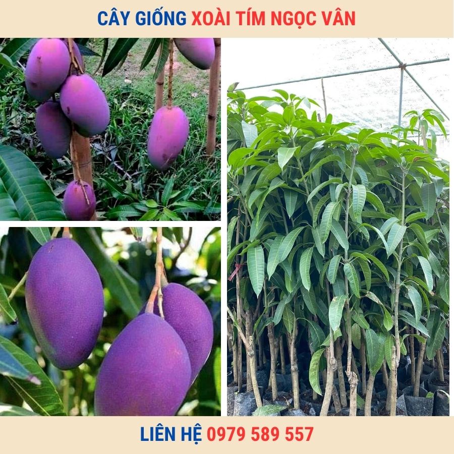 Cây giống xoài tím Ngọc Vân với trái ngon, màu sắc đẹp mắt, dễ trồng và mang lại giá trị kinh tế vượt trội