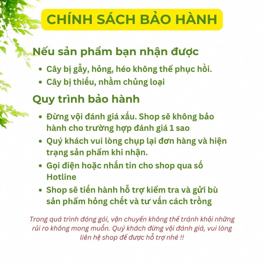 Cây Giống Dừa Xiêm Đỏ - Xiêm Lửa- Giống chuẩn F1- Dễ Trồng- Năng Suất Cao