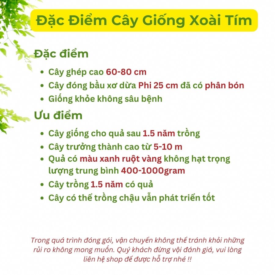 Cây giống xoài tím Ngọc Vân với trái ngon, màu sắc đẹp mắt, dễ trồng và mang lại giá trị kinh tế vượt trội