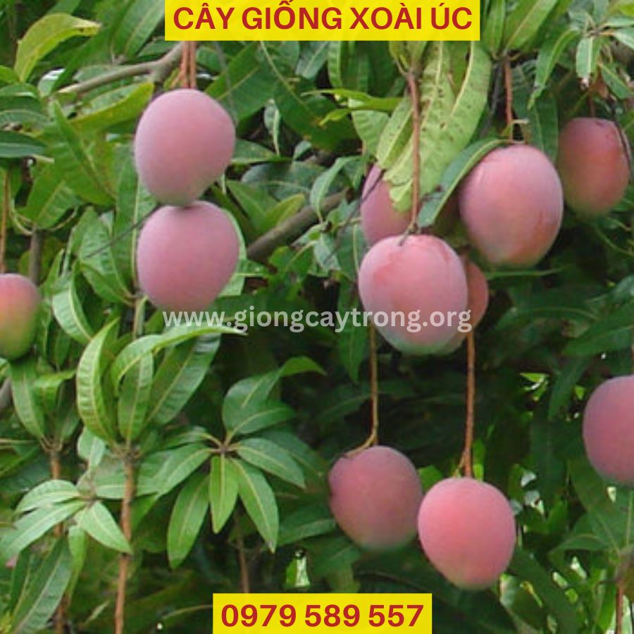 Cây Giống Xoài Úc Giống Chuẩn Có Bảo Hành Vườn Ươm Nông Nghiệp Việt