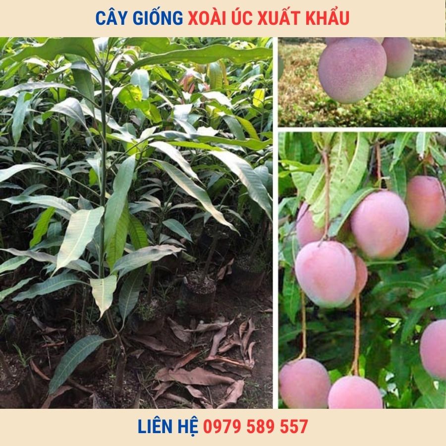 Cây Giống Xoài Úc Giống Chuẩn Có Bảo Hành Vườn Ươm Nông Nghiệp Việt