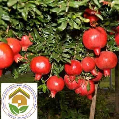 Cây lựu đỏ | giống ngoại nhập quả sai ăn ngọt mát