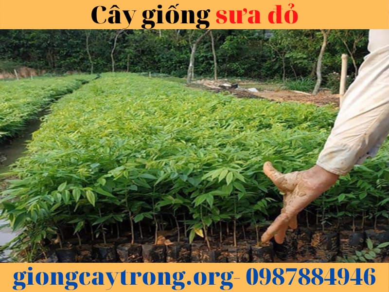 cây sưa đỏ (4)