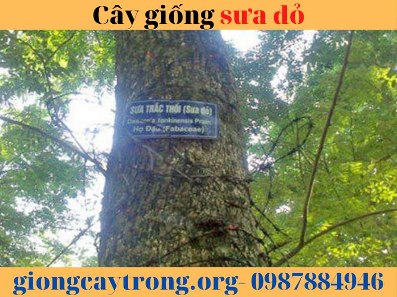 cây to cây sưa đỏ (7)