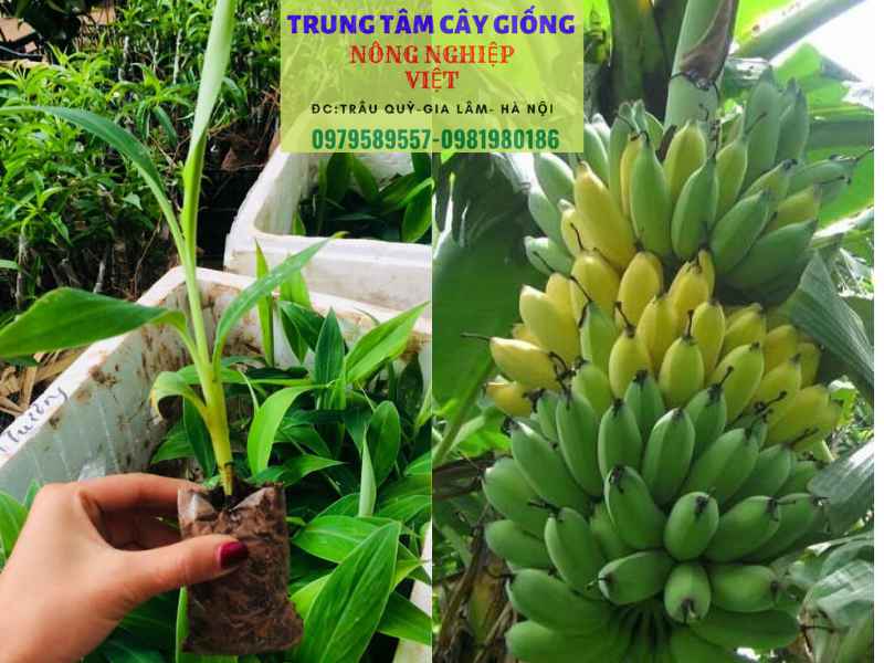 giống chuối tây