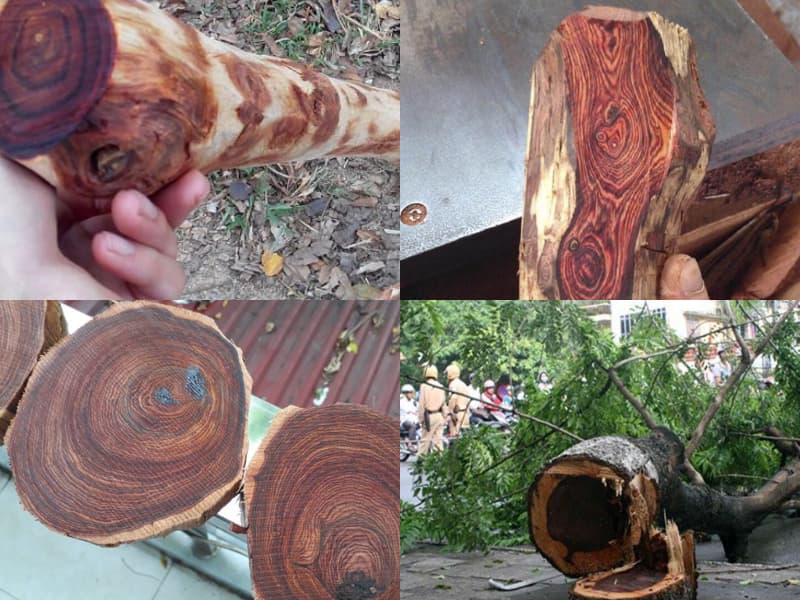 gỗ cây sưa đỏ (3)