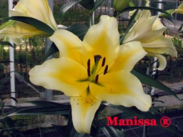 Củ giống hoa ly Manissa- Hoa vàng nhạt- Học Viện Nông Nghiệp