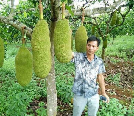 [ĐỘC -LẠ] Cây giống mít dài malaysia- Đặc điểm, cách trồng, đặt mua cây giống tốt