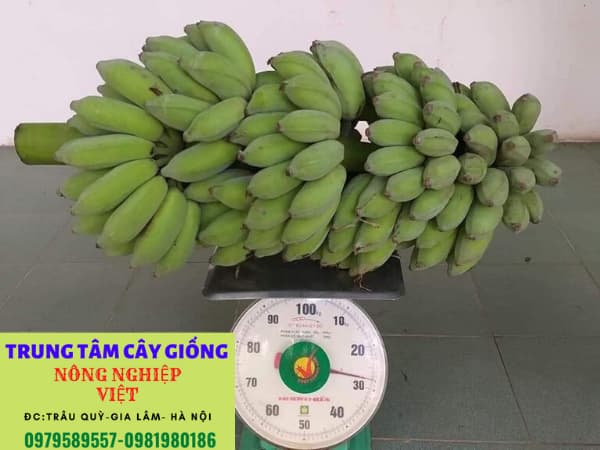 Quy trình trồng và chăm sóc cây chuối sạch bệnh  Công Nghệ Xanh Việt Nam   Công Nghệ Xanh Việt Nam