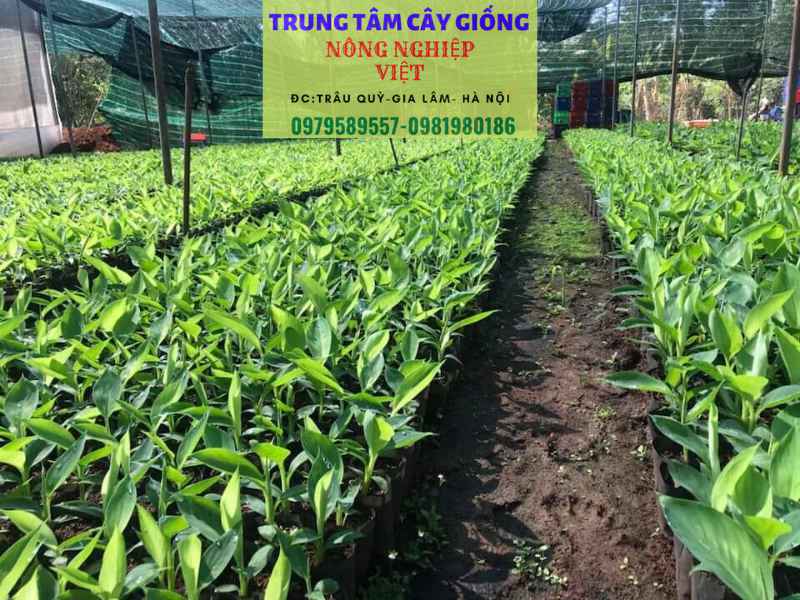 vườn ươm chuối tây