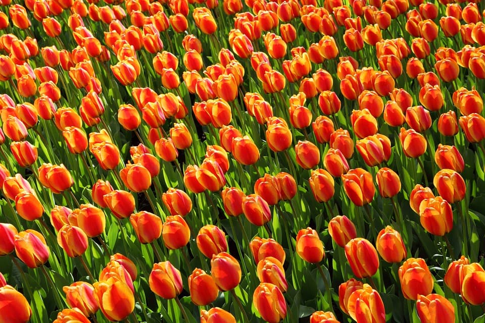 hoa tulip cam (1)