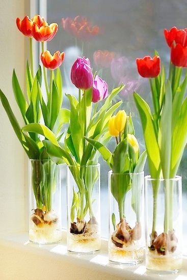 hoa tulip trồng bình thủy tinh