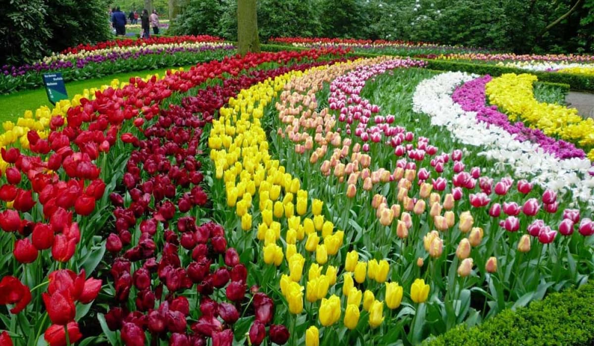 le hoi hoa tulip (1)